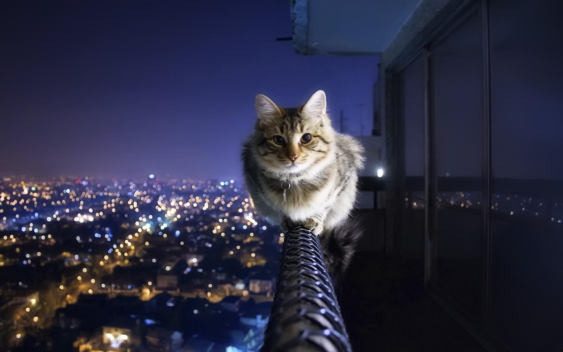 Ночь, кот, город